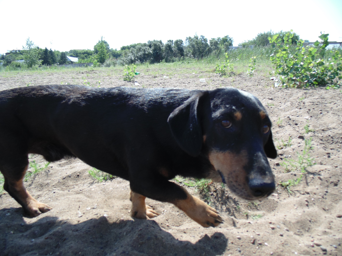 это другая собака.