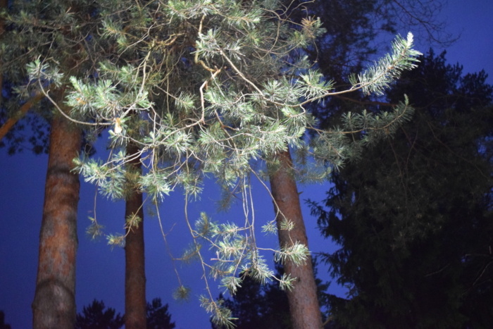    В парке «Харинка» завершено освещение пляжа и центральной аллеи
