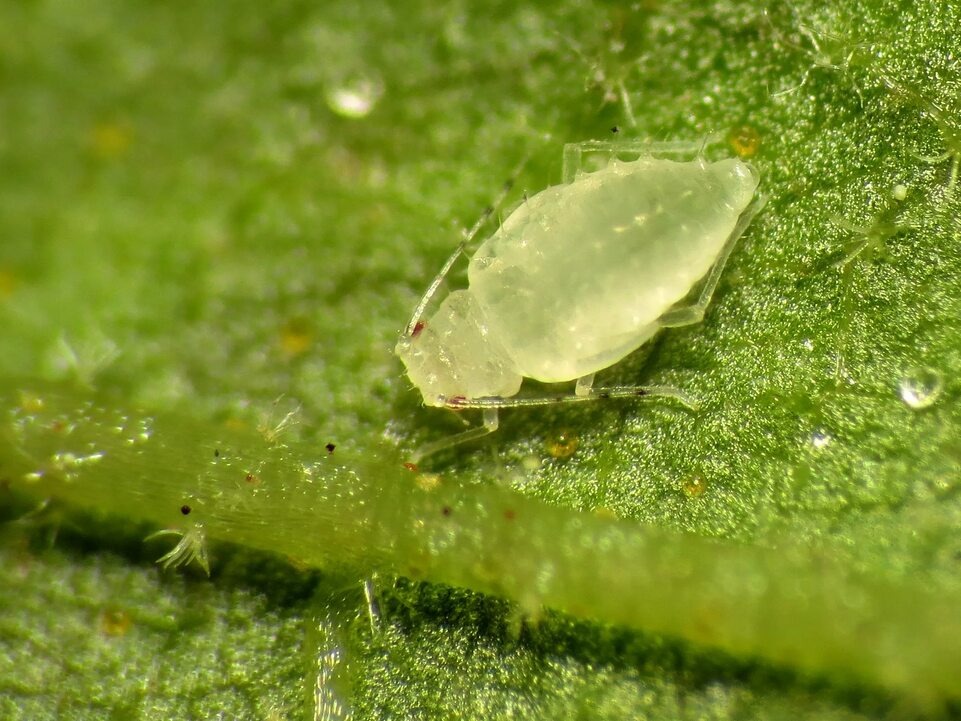 Насекомое филлоксера. 