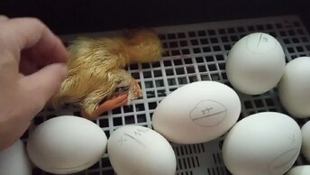 Вытащила гусенка из яйца и тем самым спасла его🐣Вылупление гусят в коробке