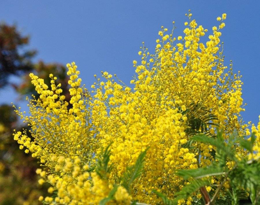 Картинка из Интернета