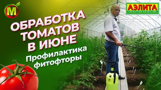 Профилактика ФИТОФТОРЫ. Обработка томатов в июне.