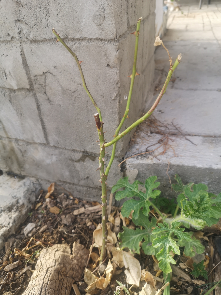 Кстати, видите арбуз? Там должна быть вьющаяся фасоль😂 а чо? Не помидорами едиными в цветах... 