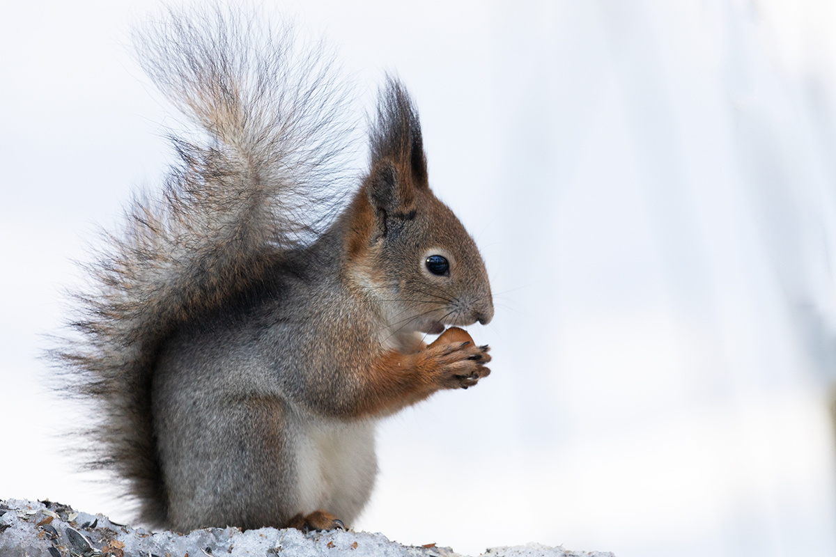 рыжая белка