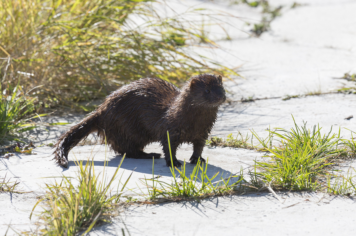 американская норка