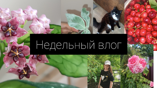 Недельный влог🌸/цветение/зоопарк/лето