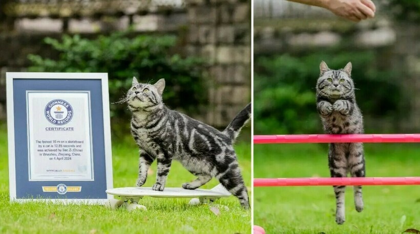    Видео: кот-скейтбордист попал в Книгу рекордов Гиннесса