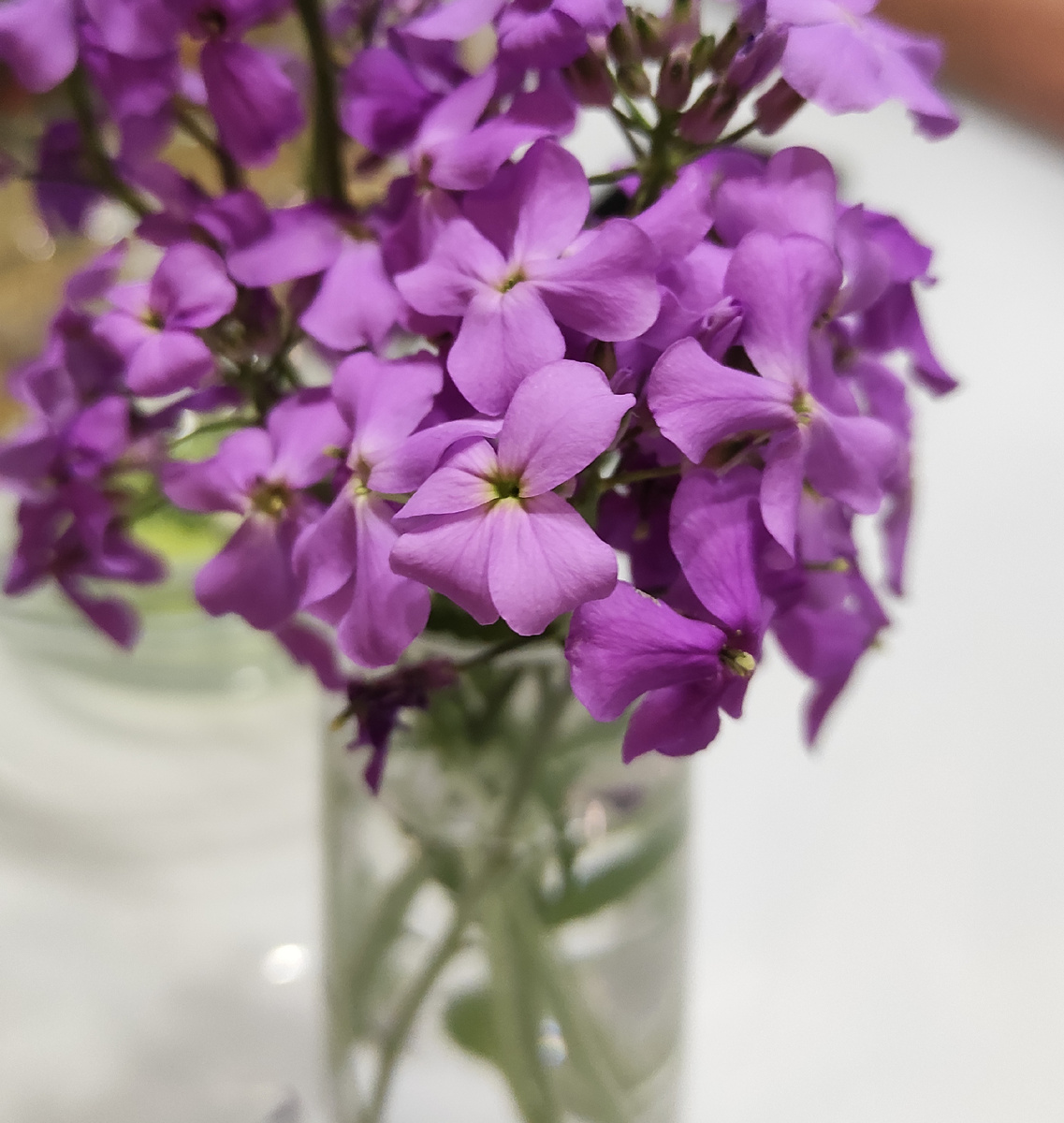 Вечерница. Вечерами ярко пахнет. Что-то пристойное надо на заглавную картинку