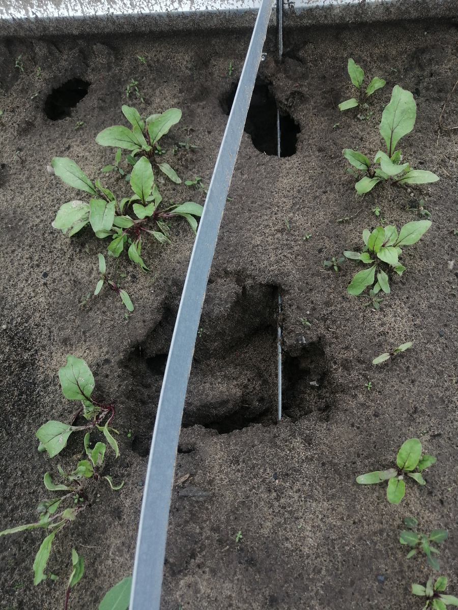 Грядка со свеклой