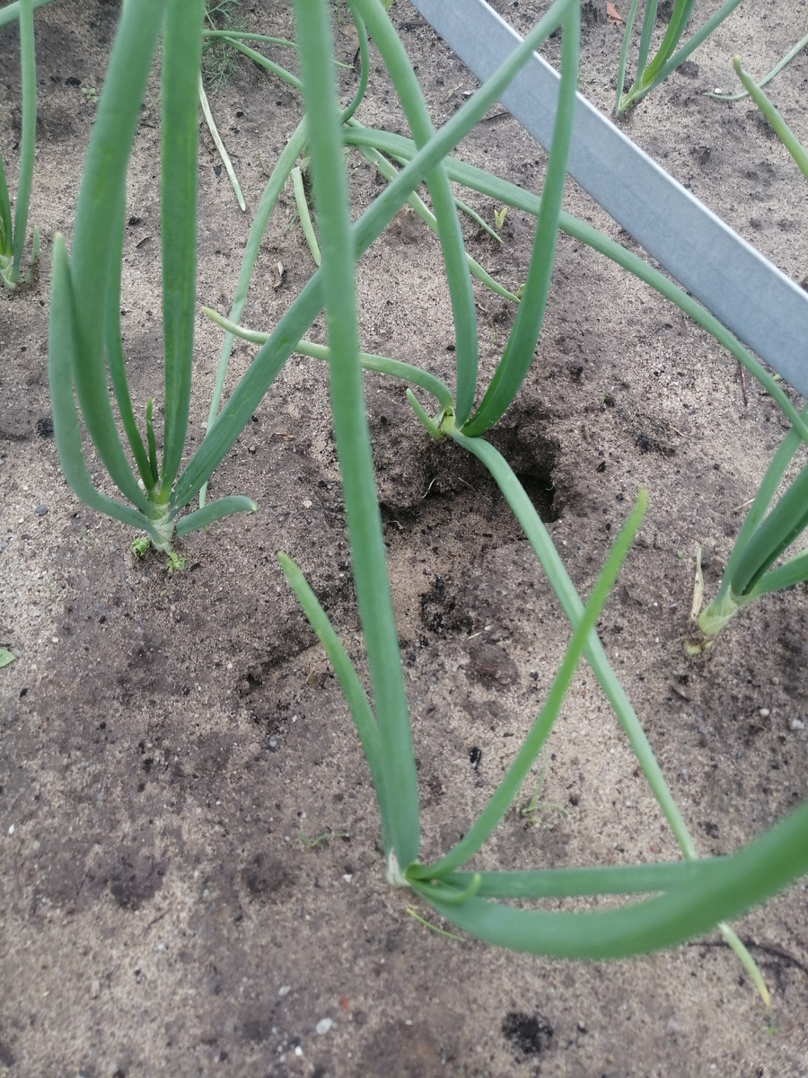 Луковая гряда