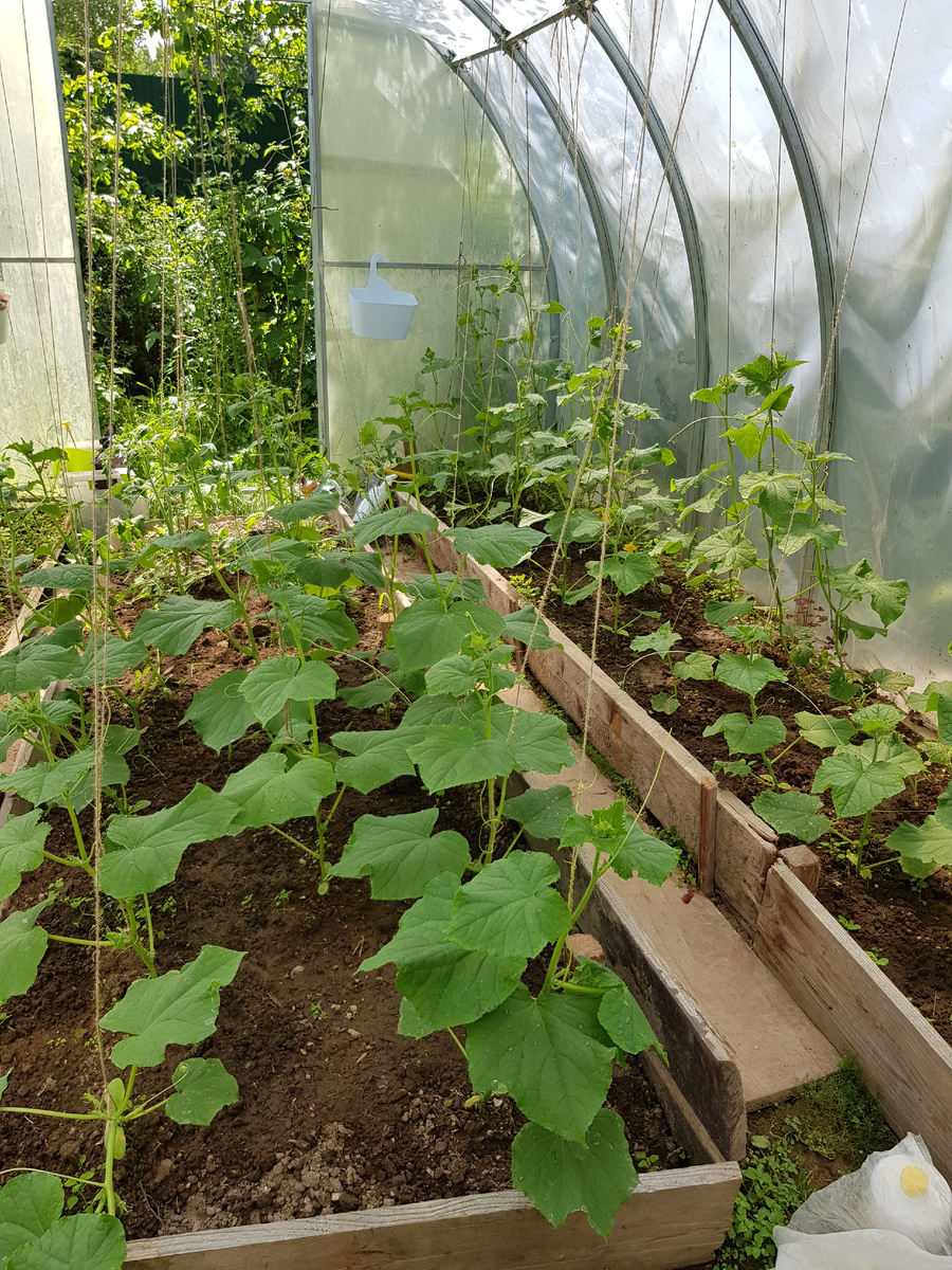 Моя дача в середине июня. Поспела клубника🍓, на подходе огурцы🥒. Мой  цветник🌻🌺 | Михайловна | Дзен