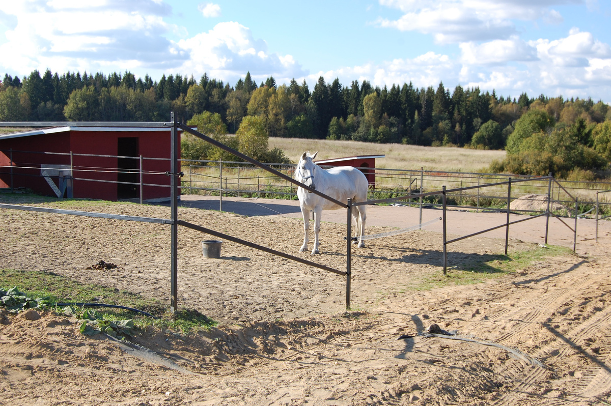 Леся в леваде