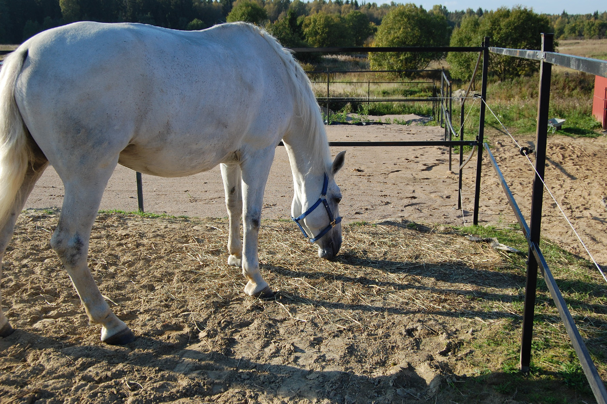 Леся в леваде. Усилена лентами электропастуха