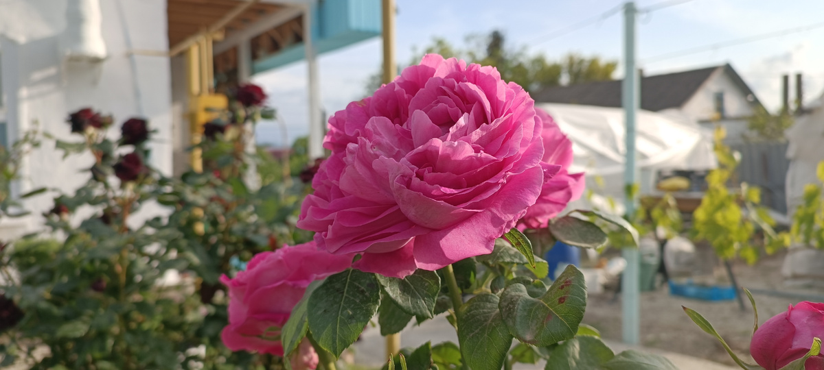 Розовая крупная роза