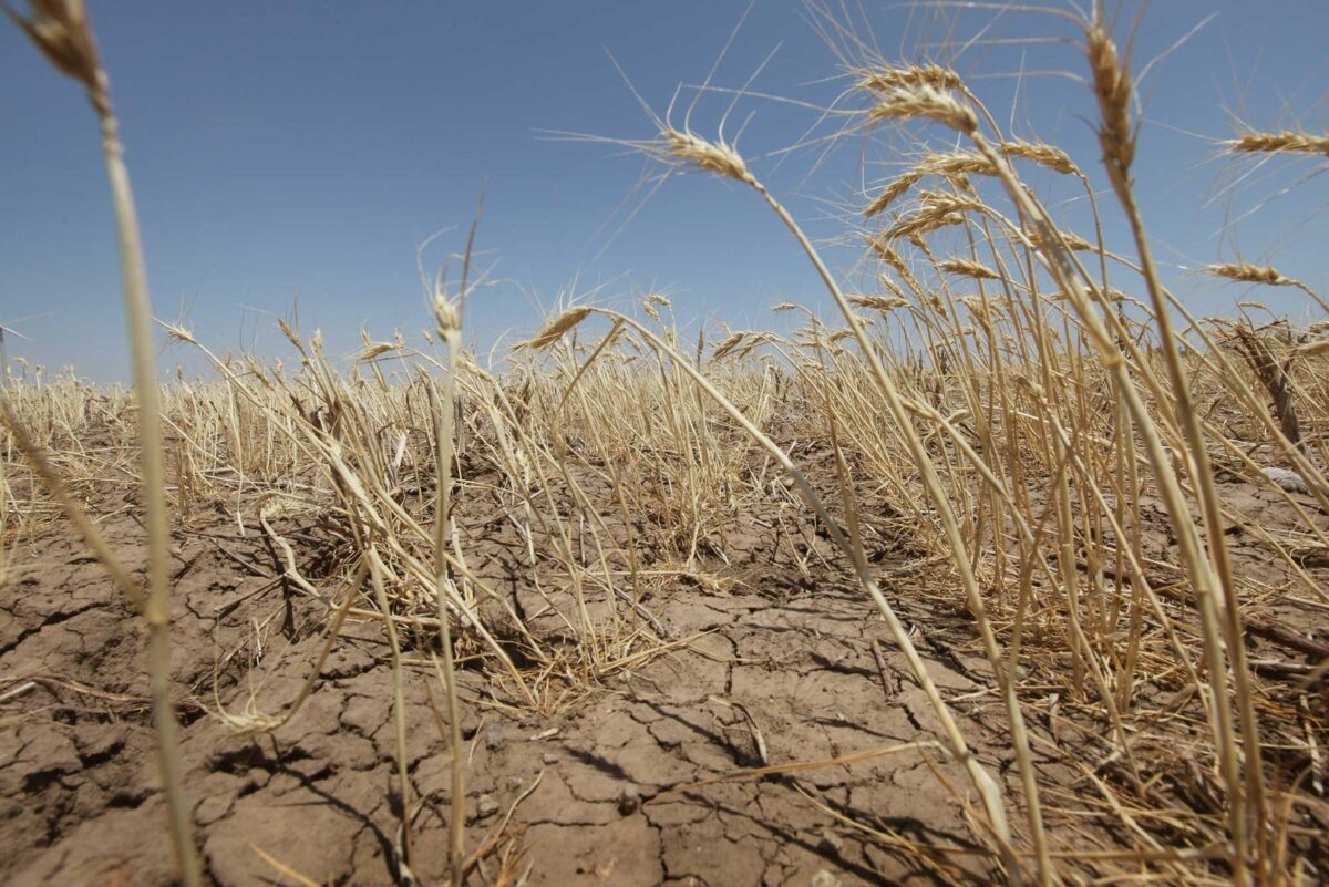    HERMLEIGH, TX - JULY 27: A drought-stricken wheat field bakes in the sun July 27, 2011 near Hermleigh, Texas. A severe drought has caused the majority of dry-land (non-irrigated fields) crops to fail in the region. The past nine months have been the driest in Texas since record keeping began in 1895, with 75% of the state classified as "exceptional drought", the highest classification. (Photo by Scott Olson/Getty Images)