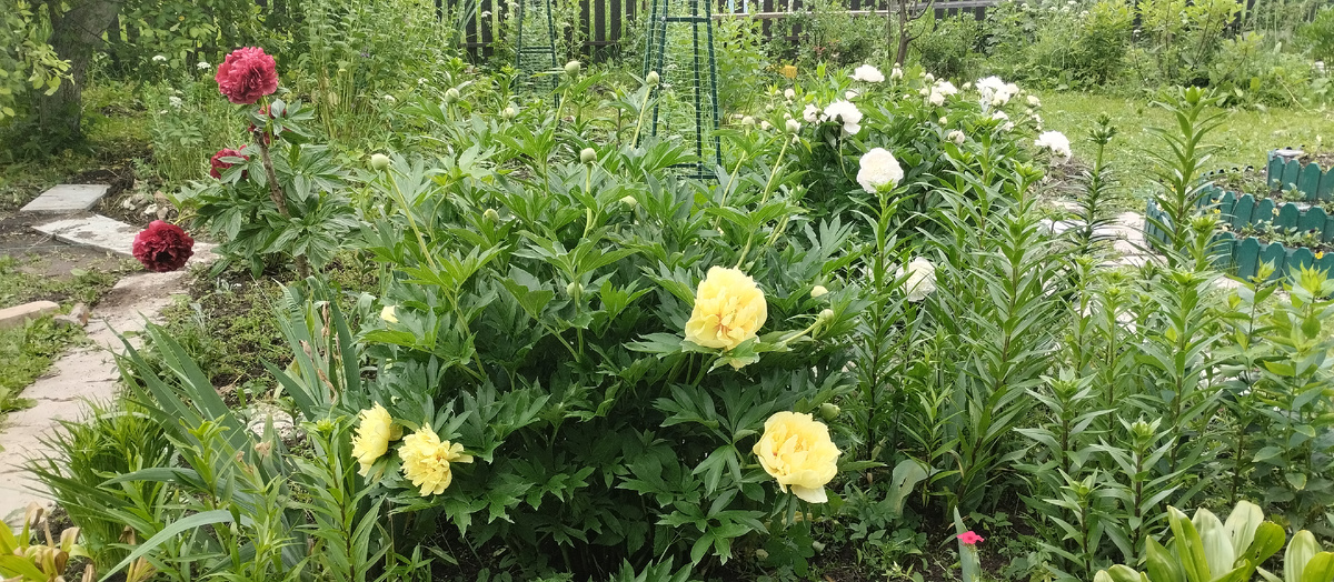 Фото сразу трех пионов.