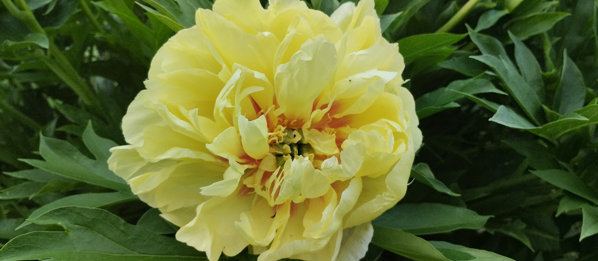 ИТО-пион Бартзелла