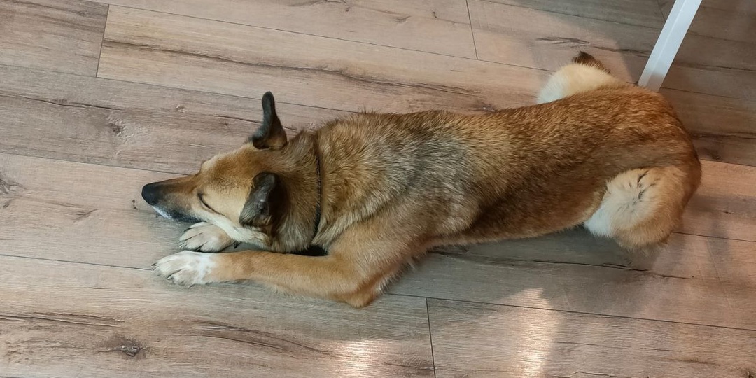 «Добрые люди» где-то взяли щенка, потом «по-доброму» от него избавились. Тернистый путь нашей Триши