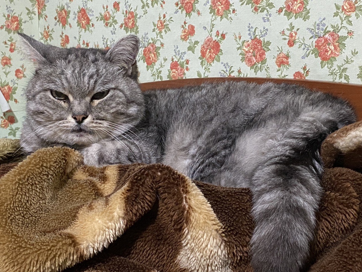 Котонадзор