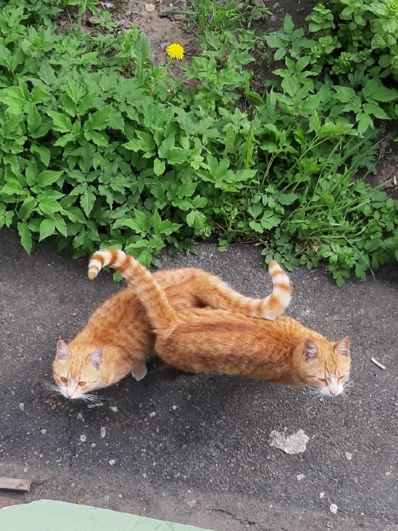 Рыжики в ожидании кормления под окном у Татьяны