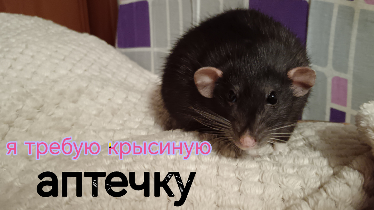 Крыскам свойственно скрывать свои болезни и часто мы обращаем внимание на недуг слишком поздно