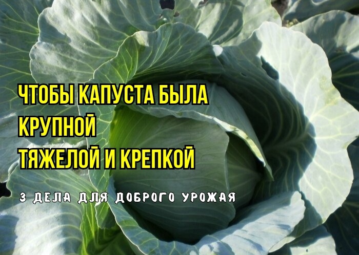 Капуста в июне: 3 дела для крупных тяжелых головок, чтобы не были рыхлыми, "растрепанными". Для набора веса и плотности: агрономы советуют