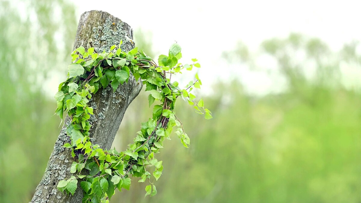    Символ праздника — березовый венок. Фото: ju_see/Shutterstock/Fotodom