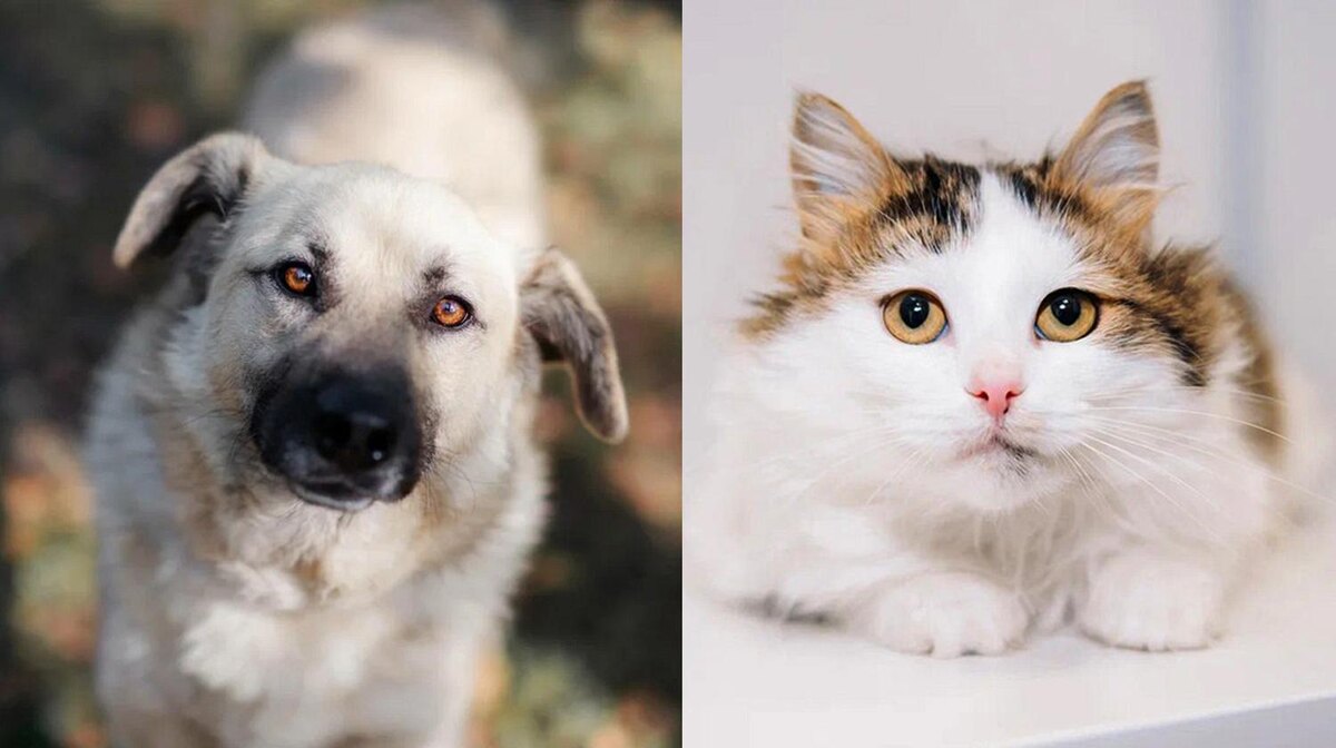    фото:фестиваль Woof