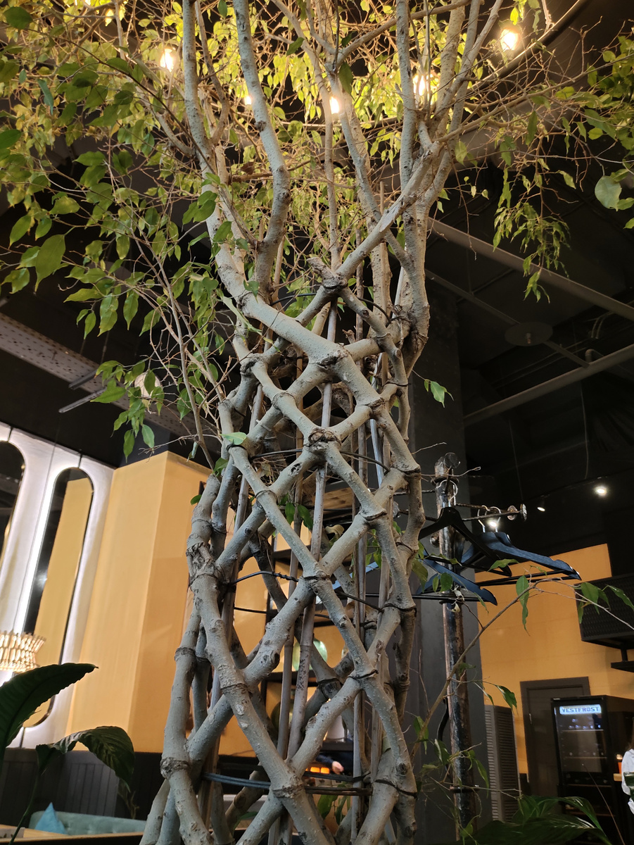Такое плетеное дерево стоит внутри кафе - я впервые вижу такое