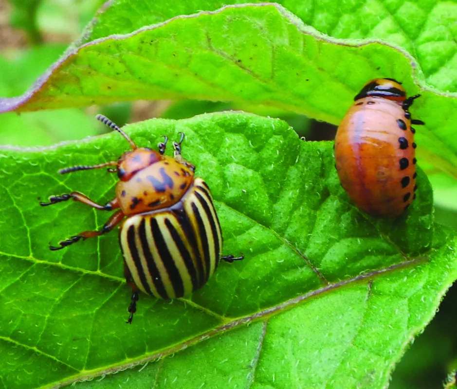 яндекс картинки