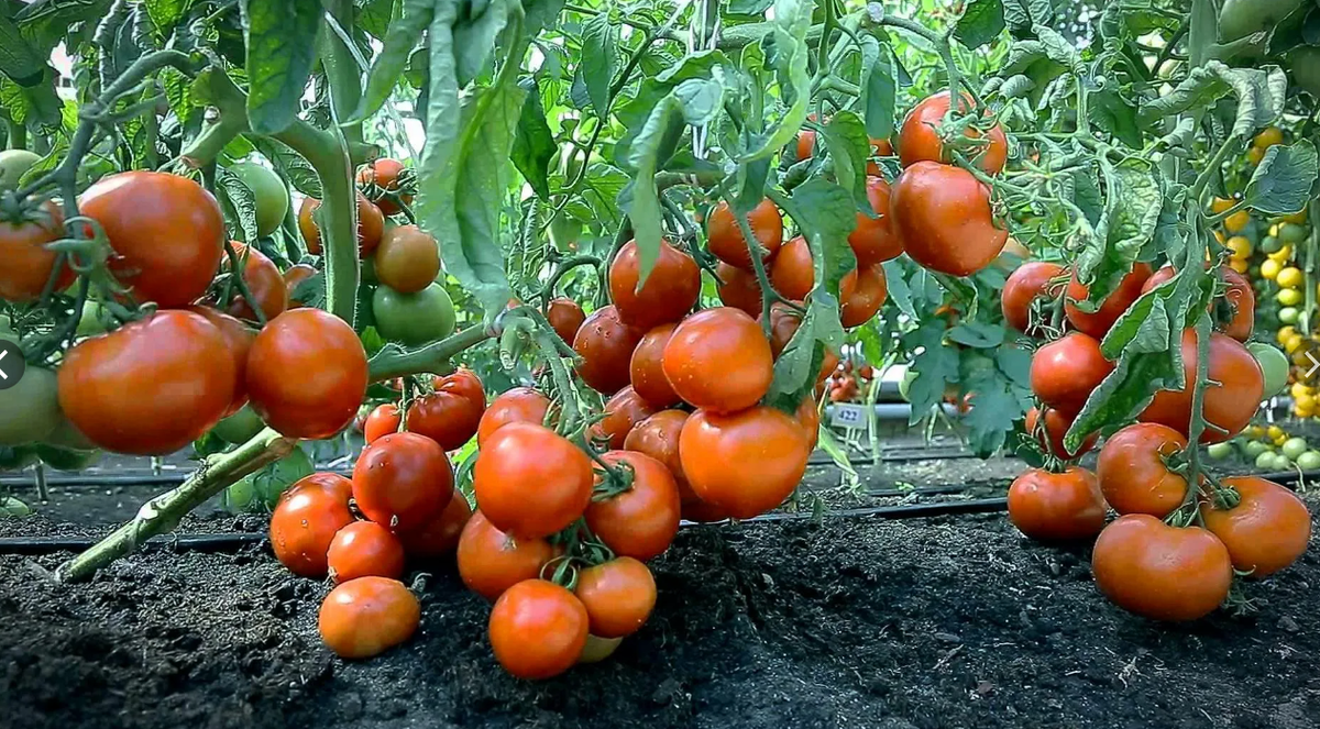 Яндекс картинки