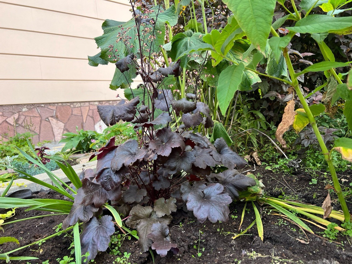 Многолетний садовый цветок в моем саду