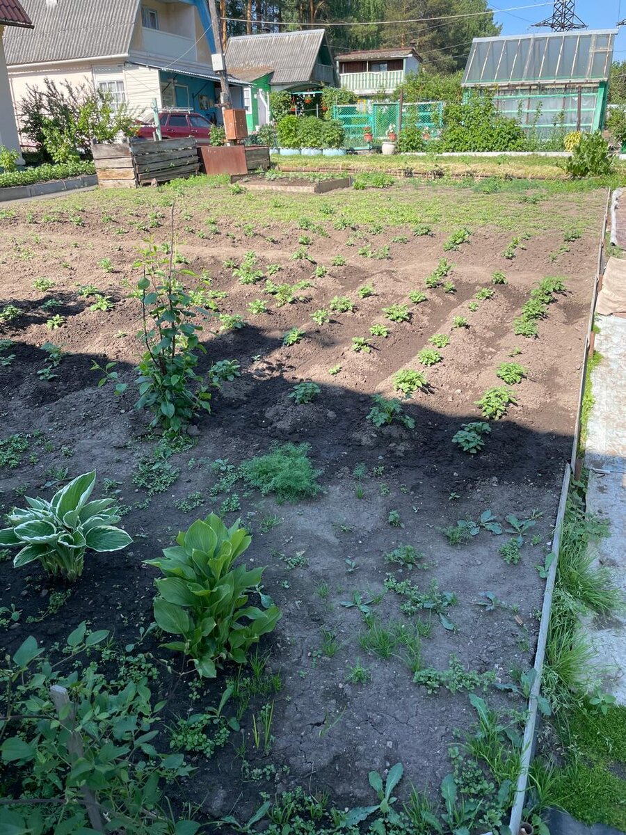 Со стороны видно - половина основного участка и полоска. Там дальше фацелия растёт.