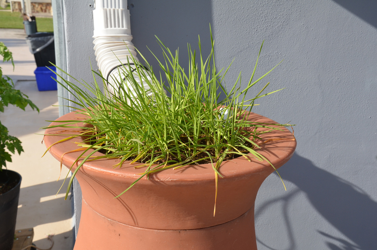    Как собрать и «заготовить впрок» дождевую воду?