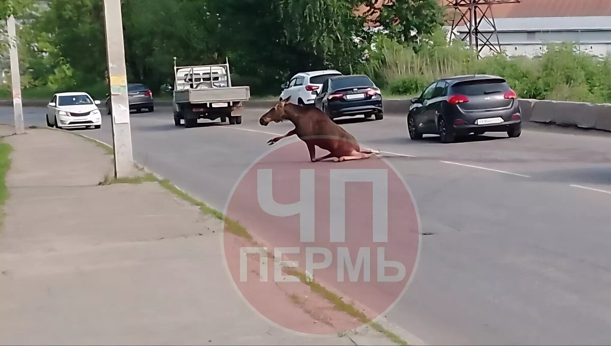     Источник: ЧП Пермь