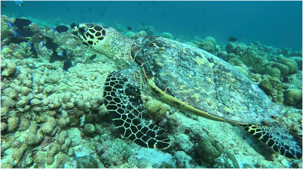 При погружении вы наверняка встретите черепах, рыб-наполеонов, рыб-попугаев, рифовых акул (они маленькие и неопасные, купание с большими акулами — отдельный вид развлечений на Мальдивах). Фото из личного архива