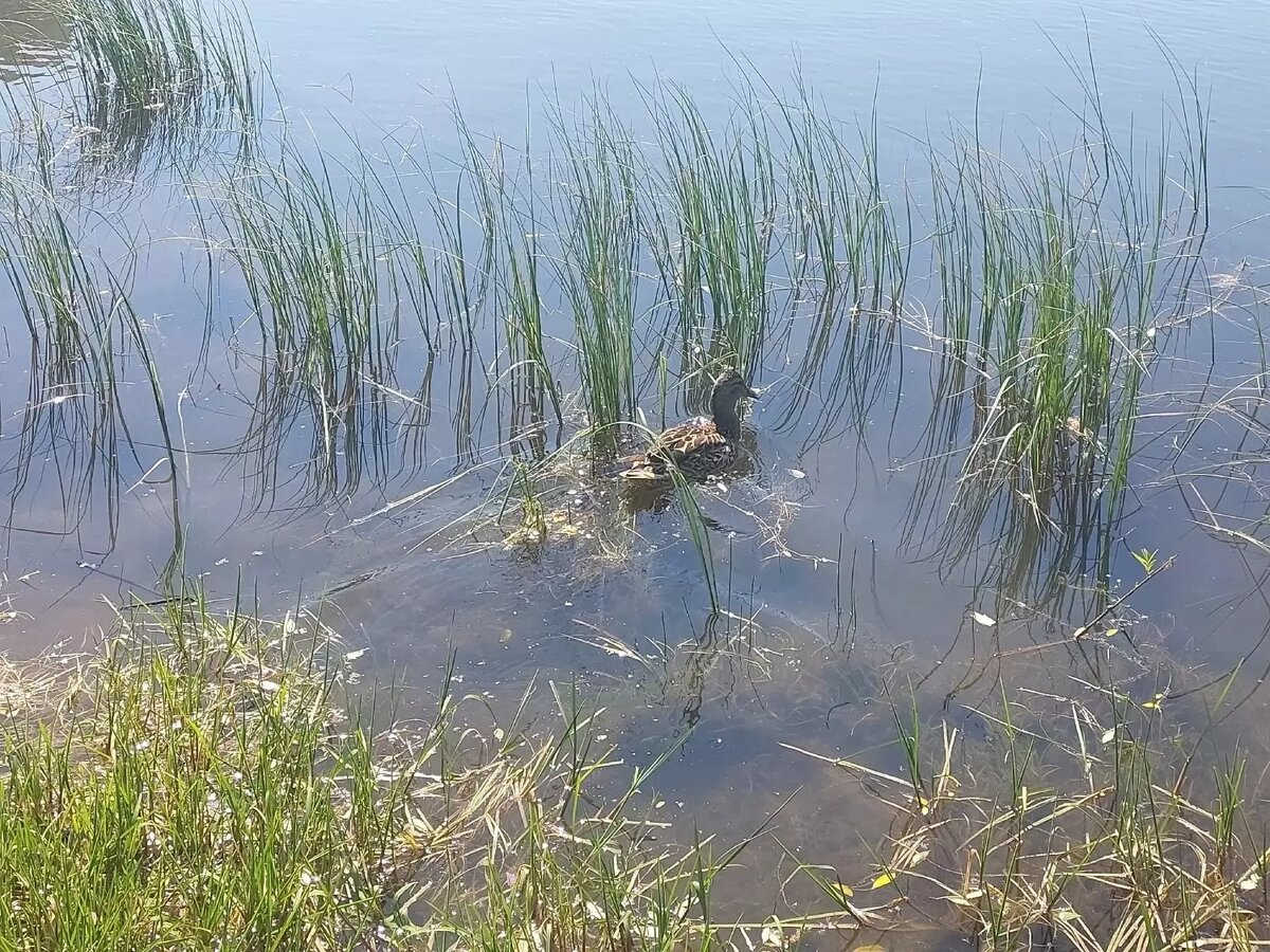     Источник: newsnn.ru