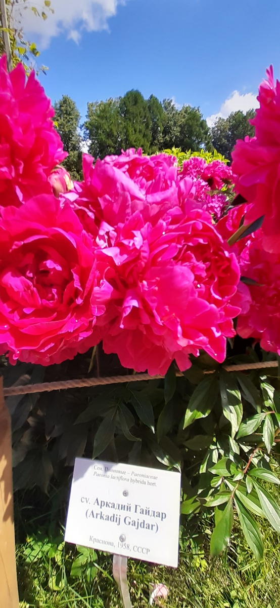 "Аркадий Гайдар".1958. авт. Краснова. СССР.