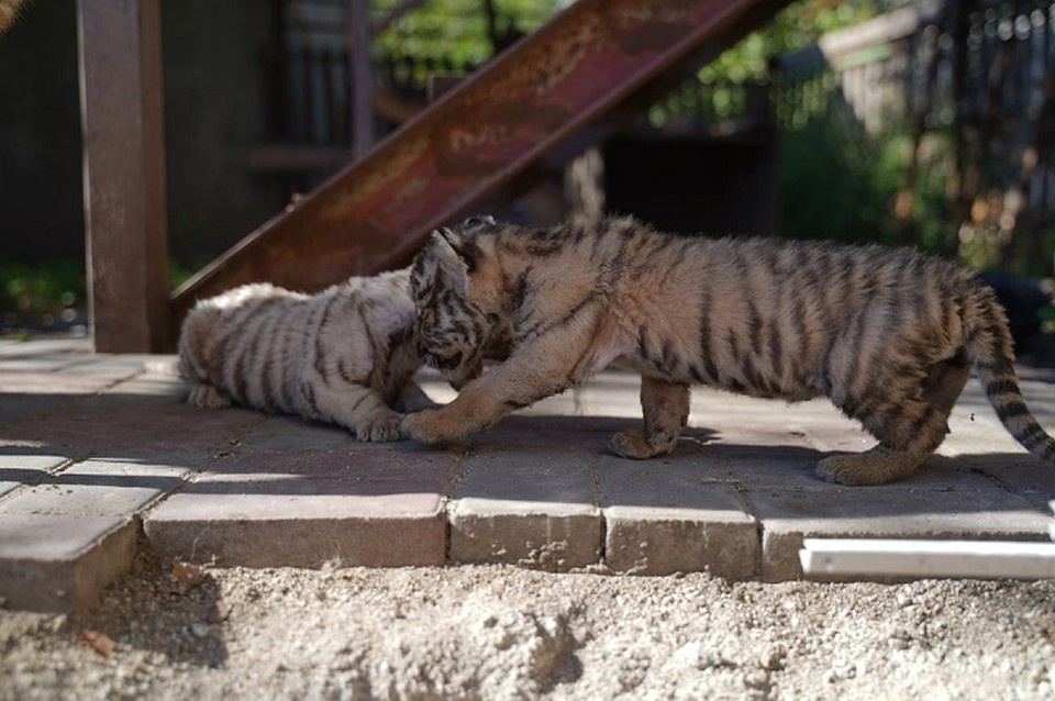    Посетители смогут полюбоваться на экзотических животных Александр ИВАНОВ