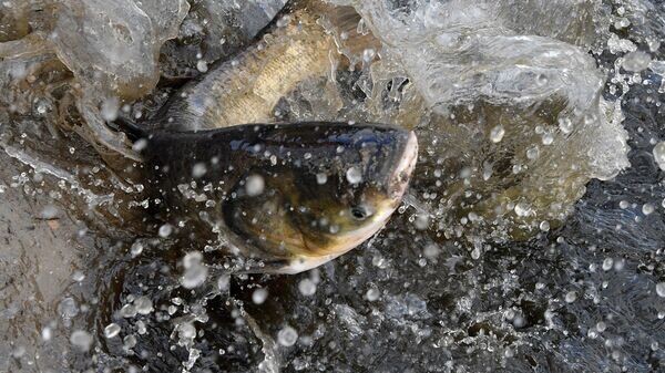    © Sputnik / Виктор Толочко