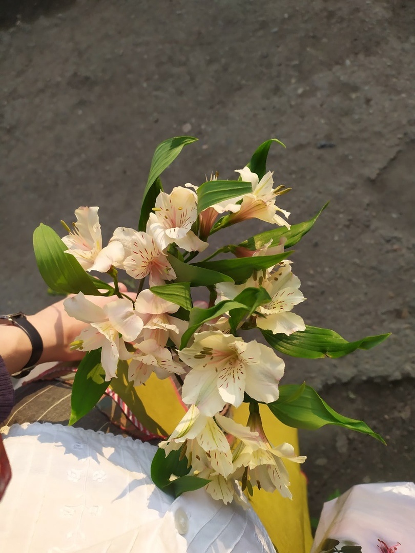альстрёмерии - любимые цветы моей мамы