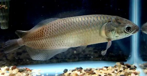 Африканская арована