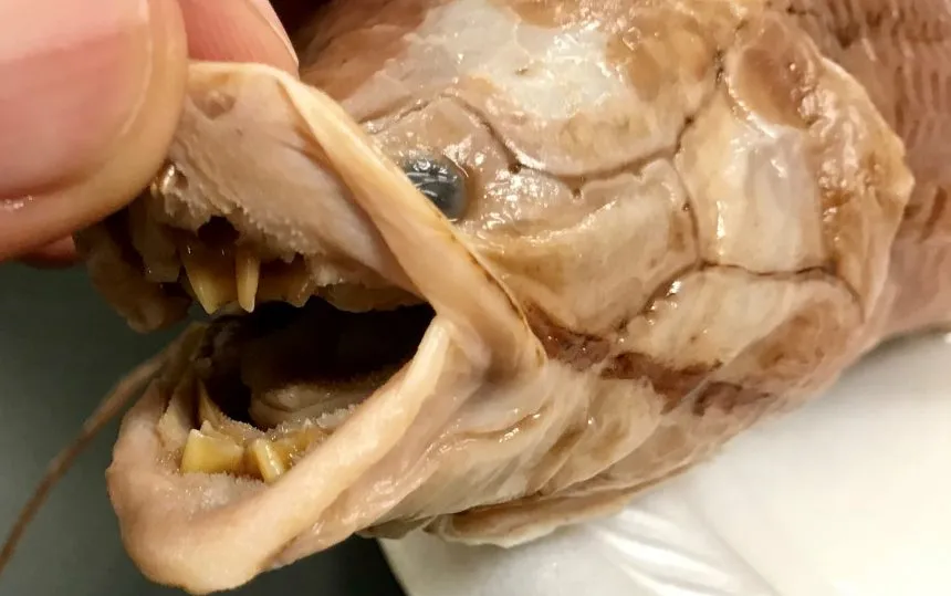 Зубные пластины западноафриканской двоякодышащей рыбы