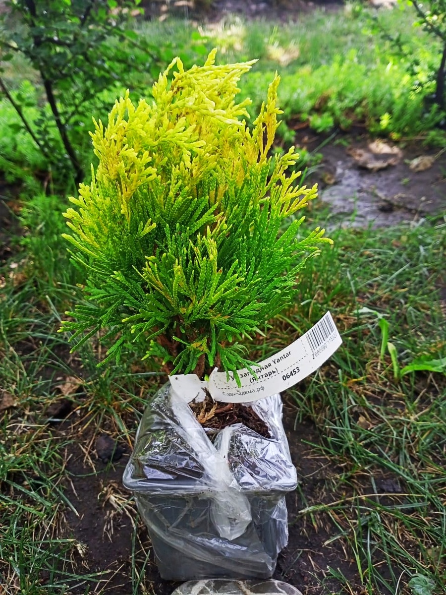 Вот она, туя "Янтарь". Ею я осталась довольна. 