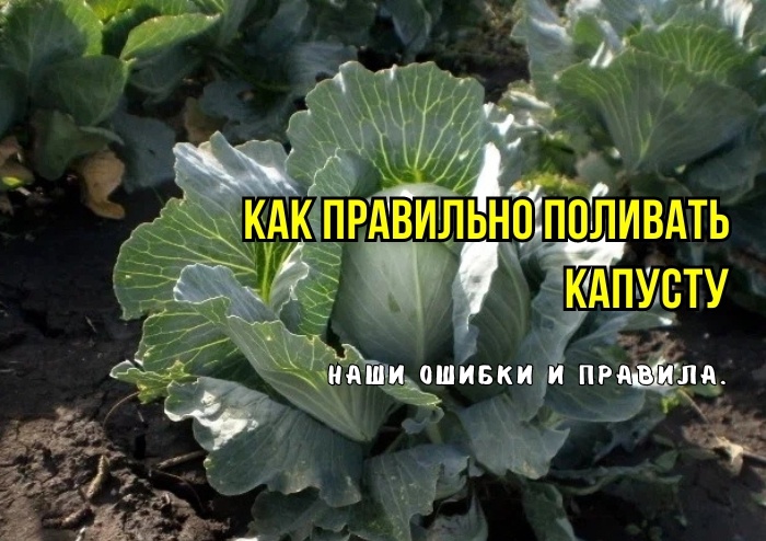 Почему мы неправильно поливаем капусту: 3 ошибки и советы агрономов. Поэтому капуста и мелкая, "рыхлая", мягкая, с трещинами - и портится