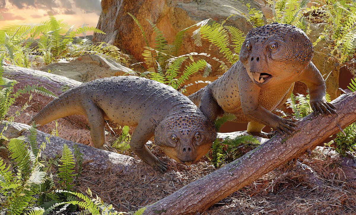 Об этих рябатах позже - я действительно хотел начать именно с них. 