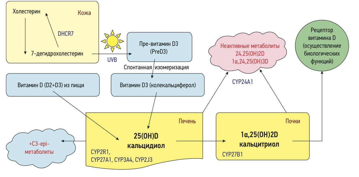 Схема моя, ранее опубликована в научной статье по ссылке: https://journals.eco-vector.com/2658-4433/article/view/115028