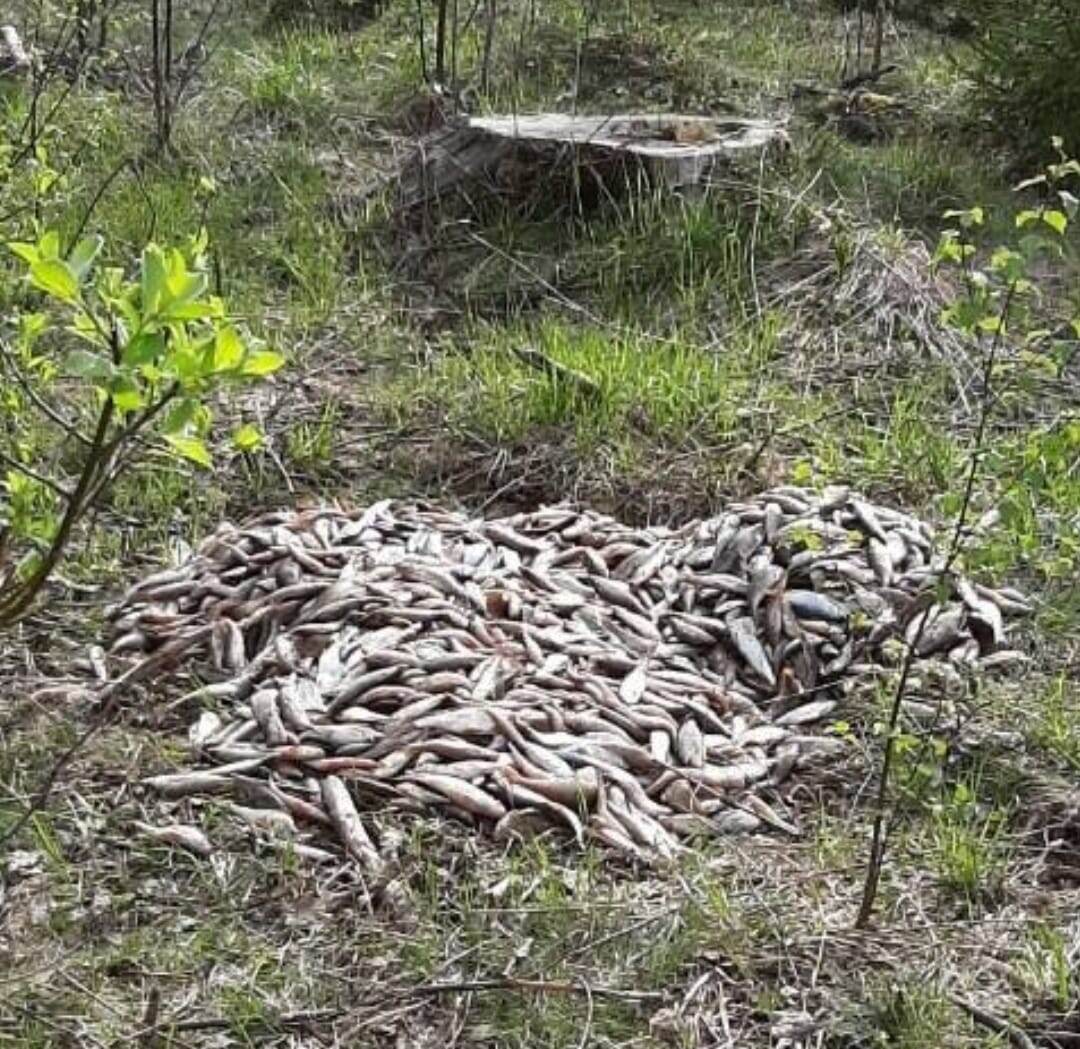 В Прионежском районе обнаружили свалку тухлой рыбы | Столица на Онего -  новости Петрозаводска и Карелии | Дзен