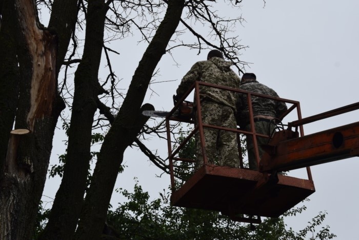    Ивановцы просят мэрию избавиться от тополей