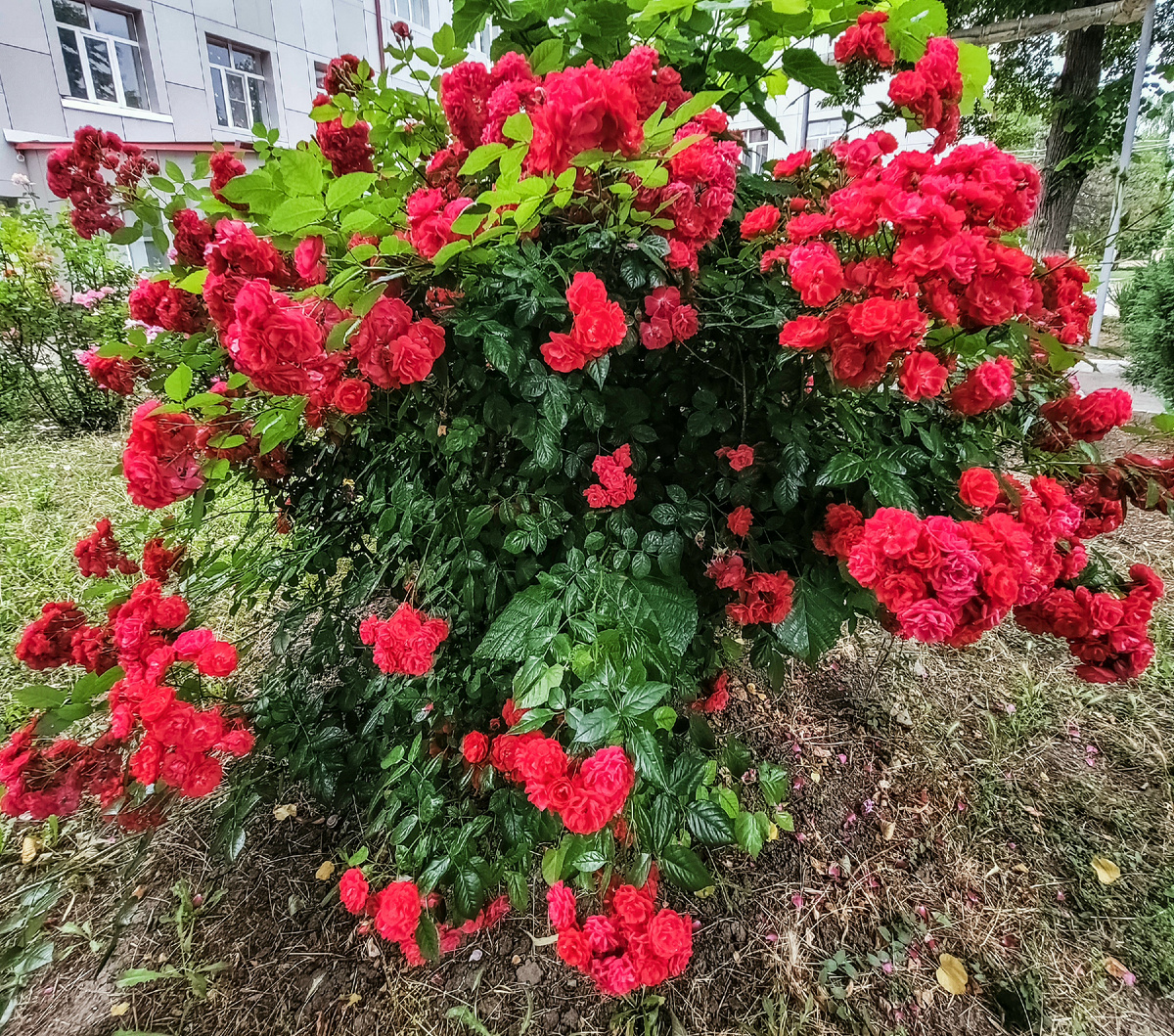 Фото от Автора:Плетистая роза или французская роза ( шиповник )